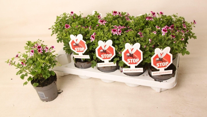 <h4>Pelargonium 'Eva' Anti-Mosquito</h4>