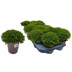 HEBE EMERALD