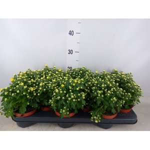 Chrysanthemum  'Braque Sunny'