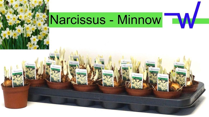 <h4>arr8 Narc Ta Minnow</h4>