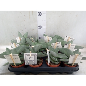 Crassula  'Boomerang'