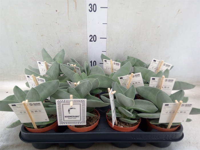 <h4>Crassula  'Boomerang'</h4>