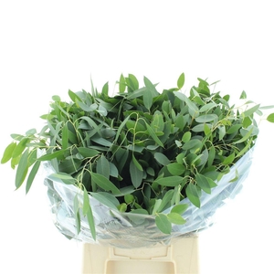 DECOGROEN OV