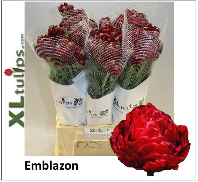 <h4>TU DU EMBLAZON</h4>