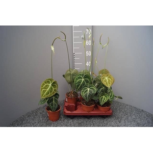 Anthurium not flowering clarinervium 12Ø 35cm