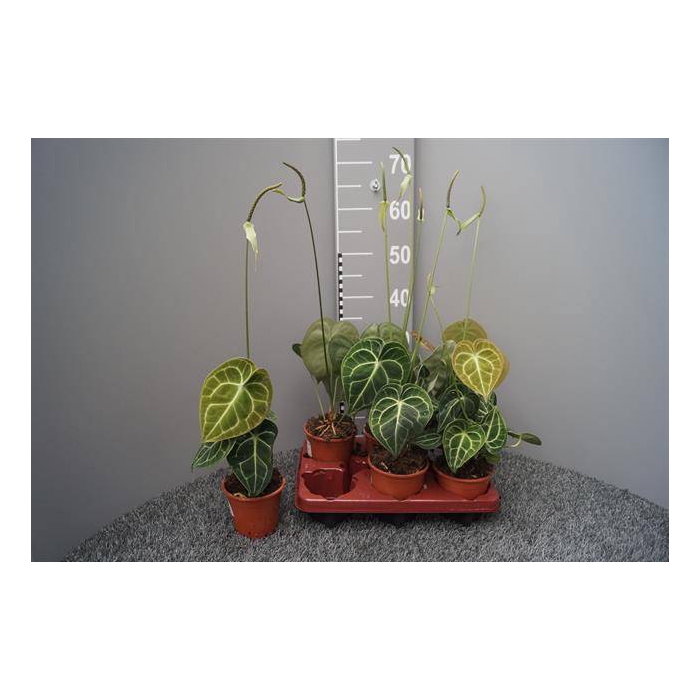 <h4>Anthurium not flowering clarinervium 12Ø 35cm</h4>