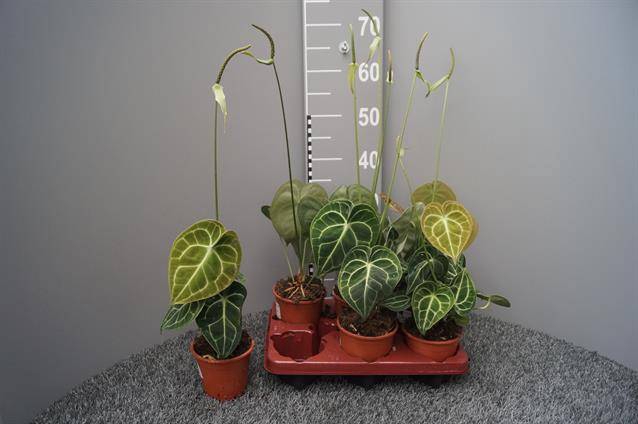 Anthurium not flowering clarinervium 12Ø 35cm