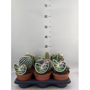 Cactus   ...mix