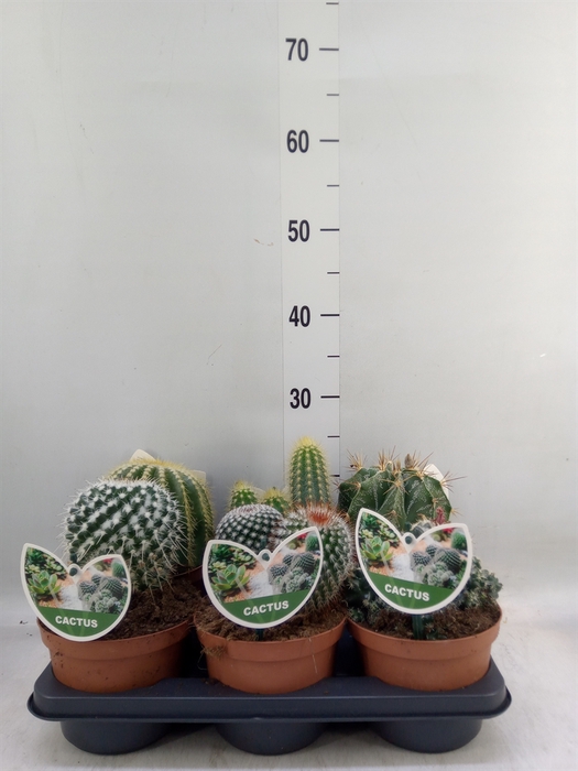<h4>Cactus   ...mix</h4>