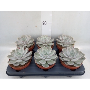 Echeveria lilacina