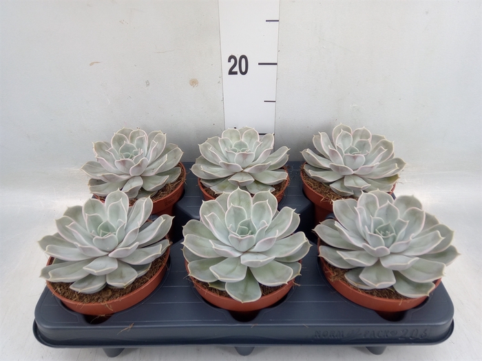 <h4>Echeveria lilacina</h4>