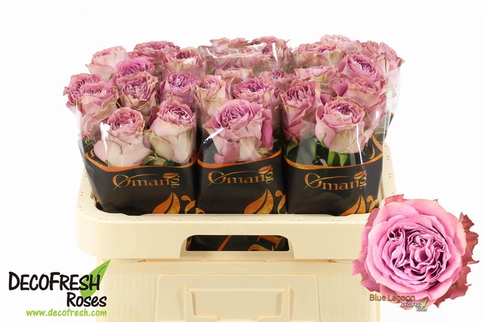 <h4>R Gr Blue Lagoon</h4>