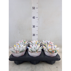 Echeveria  'Miranda'