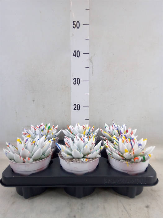 <h4>Echeveria  'Miranda'</h4>