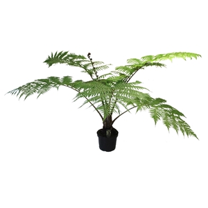 Cyathea Cooperii (Australian Tree Fern)