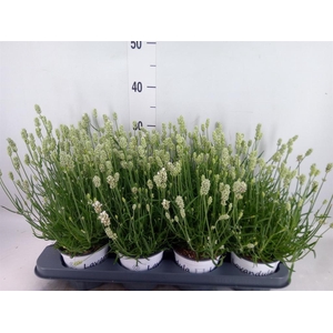 Lavandula angus. 'Aromance White'