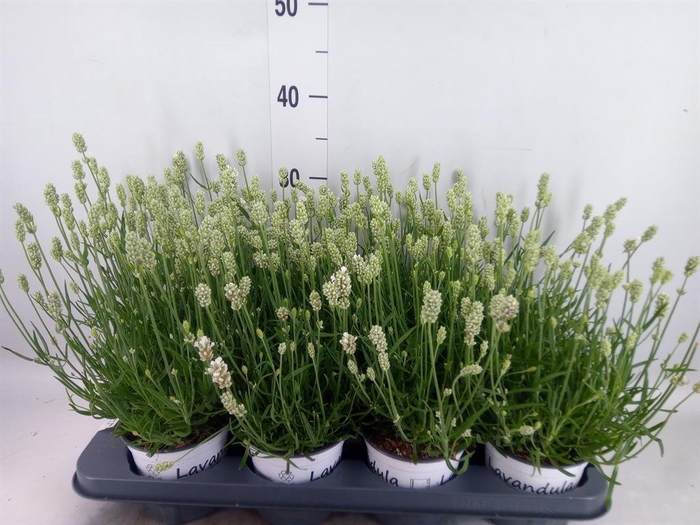 <h4>Lavandula angus. 'Aromance White'</h4>