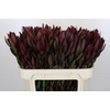 Leucadendron Saf Sunset Dark R.Spray