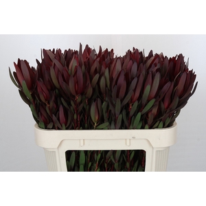 Leucadendron Saf Sunset Dark R.Spray