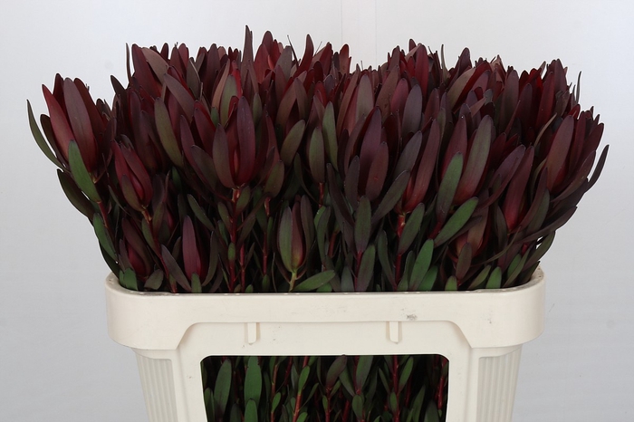 <h4>Leucadendron Saf Sunset Dark R.Spray</h4>