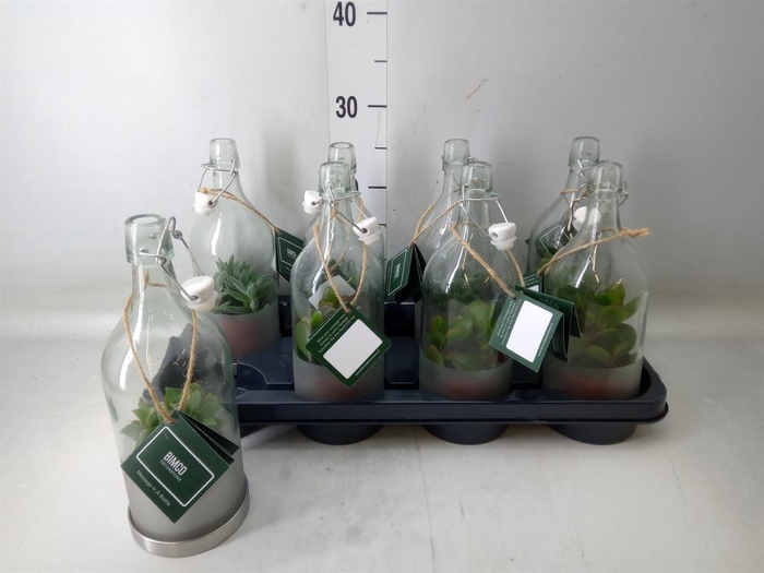 <h4>Crassula   ...mix</h4>