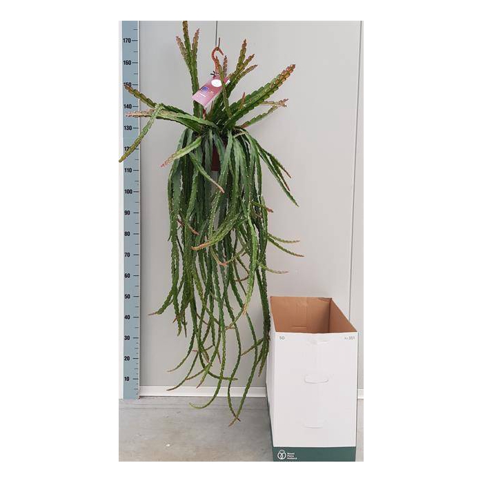 <h4>Lepismium cruciforme (Cites) 20Ø 100cm</h4>