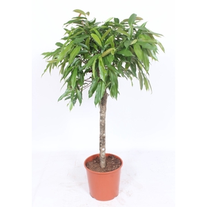 Ficus Bin Amstel King Stam