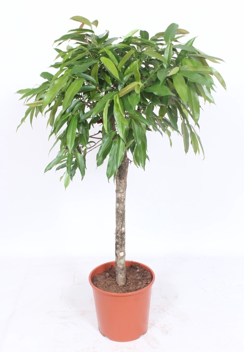 <h4>Ficus Bin Amstel King Stam</h4>