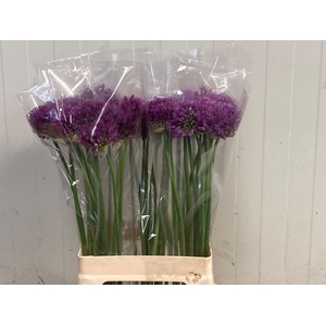 Allium Purple Sensation