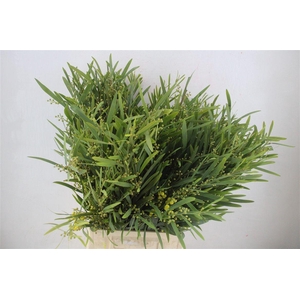 Mimosa Floribunda P Bunch