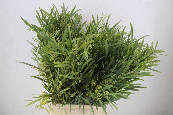 <h4>Mimosa Floribunda P Bunch</h4>