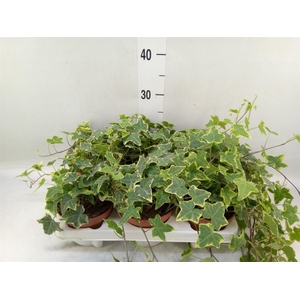 Hedera helix 'Golden Kolibri'