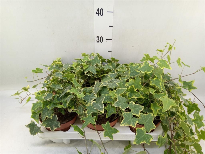 <h4>Hedera helix 'Golden Kolibri'</h4>