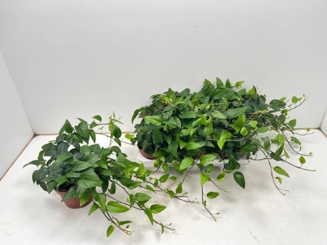 <h4>HED HE OV GROEN</h4>