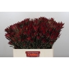 Leucadendron Blush Spray