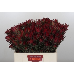Leucadendron Blush Spray