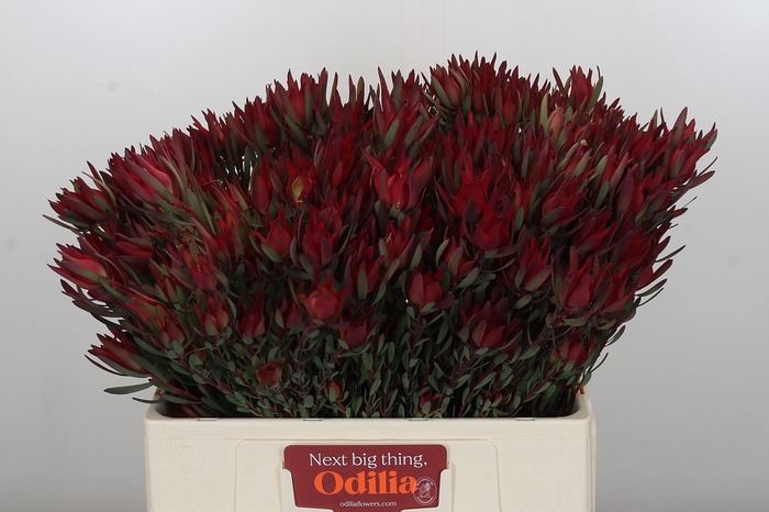 <h4>Leucadendron Blush Spray</h4>