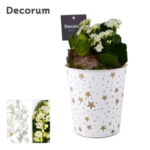 Calandiva & Hyacint Golden Stars HL24472WP [BLACK & WHITE]