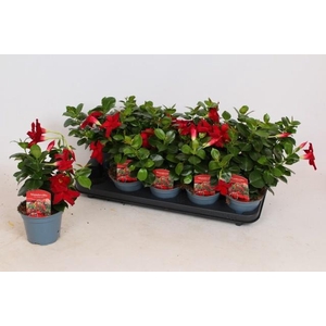 MANDE RIO DEEP RED