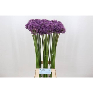Allium gladiator