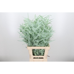 Grevilea Ivanhoe Kl Bh Mint