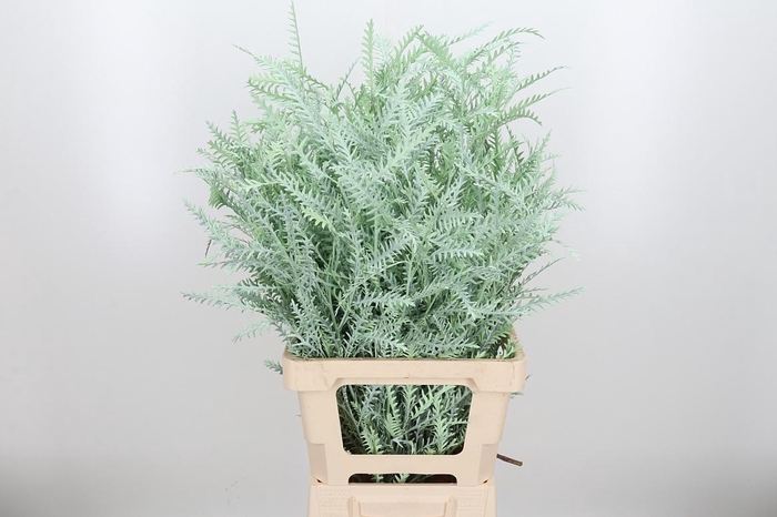 <h4>Grevilea Ivanhoe Kl Bh Mint</h4>