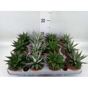Haworthia   ...mix