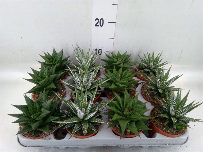 <h4>Haworthia   ...mix</h4>