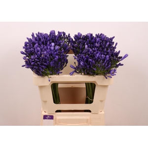 AGAP EYFORI BLUE