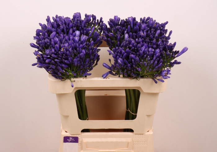 <h4>AGAP EYFORI BLUE</h4>