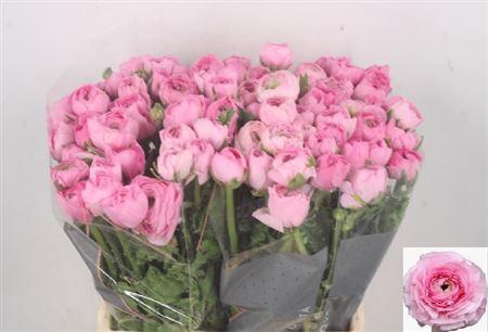 <h4>Ran El Pink</h4>