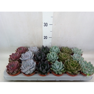 Echeveria   ...mix