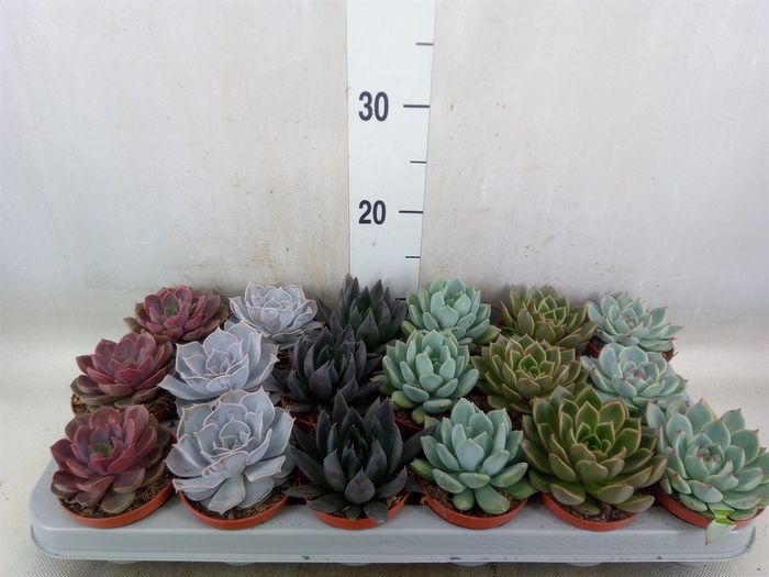 <h4>Echeveria   ...mix</h4>