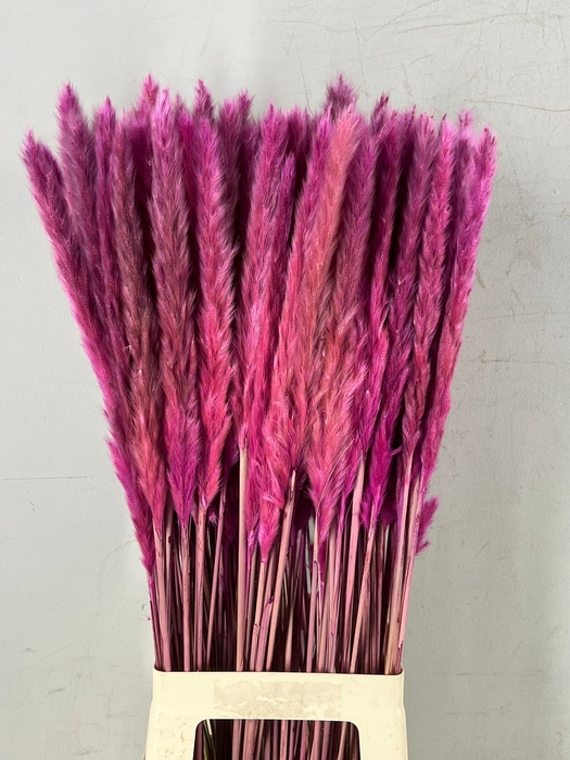 <h4>DF Pampas Silvy Bs 10pc Purple</h4>
